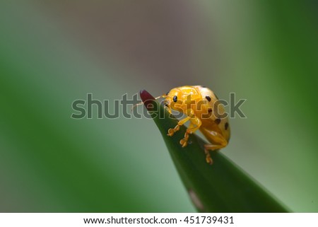 Similar – Image, Stock Photo Fourteen drop ladybug