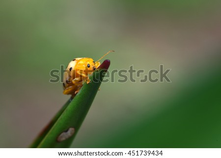 Similar – Image, Stock Photo Fourteen drop ladybug