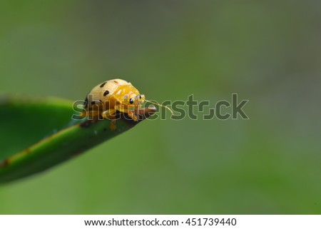 Similar – Image, Stock Photo Fourteen drop ladybug