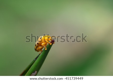 Similar – Image, Stock Photo Fourteen drop ladybug