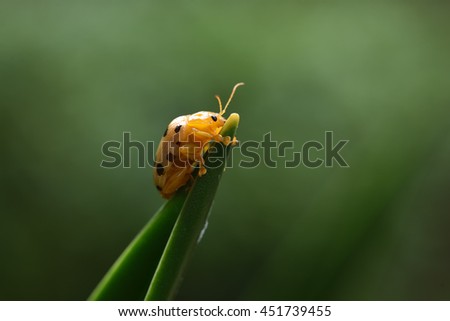 Similar – Image, Stock Photo Fourteen drop ladybug