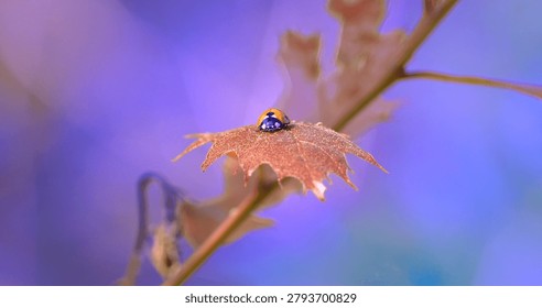 Macro - Ladybug on a leaf