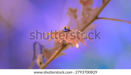 Macro - Ladybug on a leaf