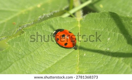 Macro - Ladybug on a leaf in the forest