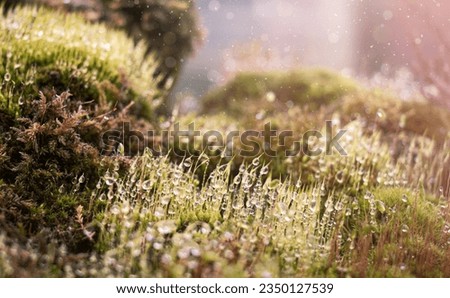 Macro of large water drops on moss after rain. Close-up, selective focus