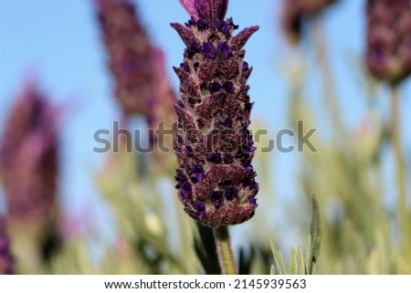 Similar – crested lavender Lavender