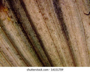 a macro of  a leaf