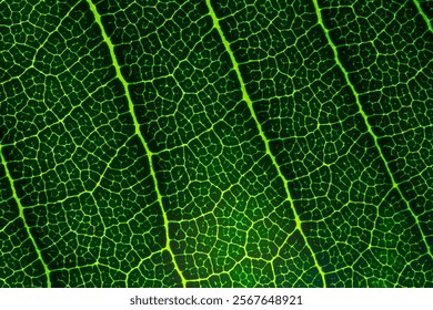 Macro leaf background,background texture green leaf structure macro photography