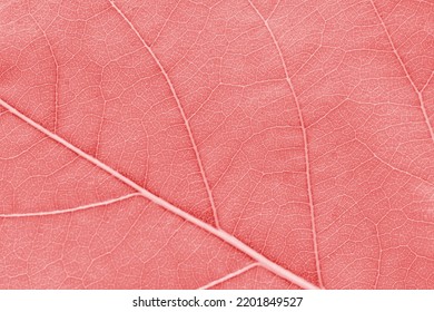 Macro leaf texture pink red colorized with beautiful relief facture of plant, close up macro photo. Velvet relief texture of leaf, detailed nature background, fresh pure nature concept