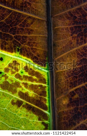 Macro Leaf textures