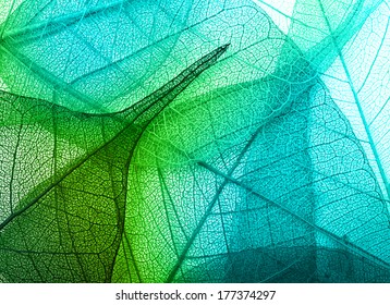 Macro Leaves Background Texture