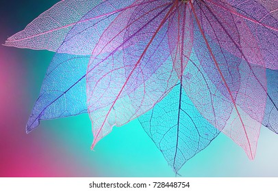 Macro leaves background texture blue, turquoise, pink color. Transparent skeleton leaves. Bright expressive colorful beautiful artistic image of nature. - Shutterstock ID 728448754