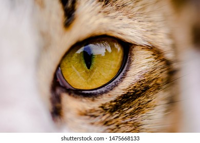 Macro Left Cat Eye Stargaze