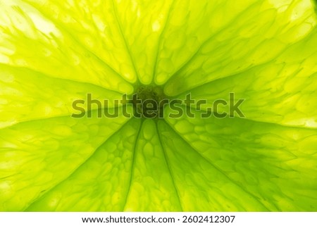 Macro lemon texture,Lemon slice macro texture. Lemon citrus fruit background.