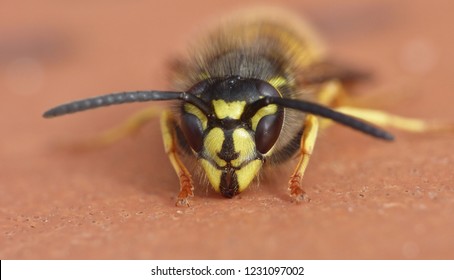 Macro Lens Close Up Of A Wasp Photo Taken In The UK