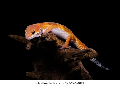 Macro Of Leopard Geckos On Black Background. Small Exotic Pet. Lizards And Leopard. Animal Wild. 