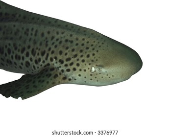 Macro Leopard Shark Isolated