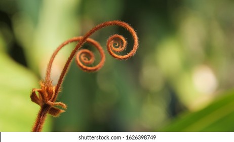 Macro of a light vine with copper hair circling in a circle.