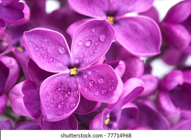 a macro of lilac with drop