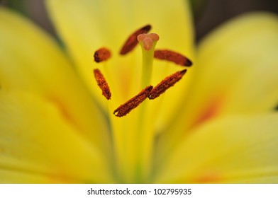 macro lily