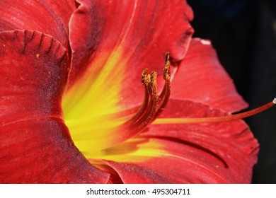 Macro of lily