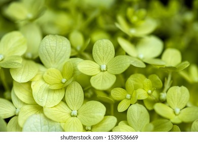 Macro Of Limelight Hydrangea Flower Petals 