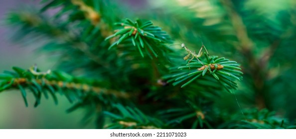 Macro Of Little Child European Mantis Or Praying Mantis (Mantis Religiosa) From Family Sphodromantis Viridis Sits On Needles Of Picea Abies Barryi Dwarf Conifer. Macro In Natural Habitat 