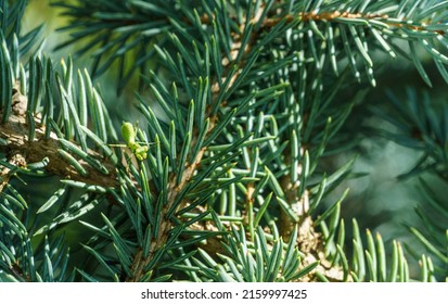 Macro Of Little Child Male European Mantis Or Praying Mantis (Mantis Religiosa) From Family Sphodromantis Viridis Looks Into Camera And Sits On Blue Needles Of Spruce. Macro In Natural Habitat 