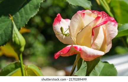 Macro Of Little Child Male European Mantis Or Praying Mantis (Mantis Religiosa) From Family Sphodromantis Viridis Sits On Beautiful Rose Double Delight. Macro In Natural Habitat