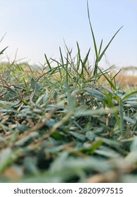 Macro low angle view of fresh green grass blades and ground cover plants growing in a field. Shallow depth of field with blurred background and clear blue sky. Natural texture of lawn, meadow, and wild vegetation in rural outdoor environment during daytime.