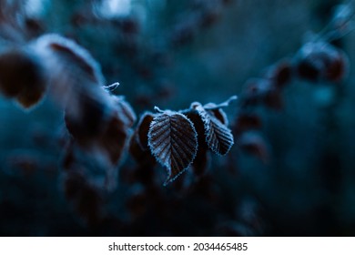 Macro Low key frame of frozen leaves at winter