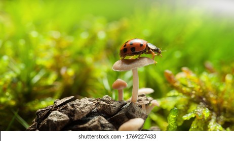 Macro low point side view of red ladybird sitting on mushroom cup on forest floor at bright sunny day
 - Powered by Shutterstock