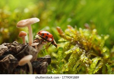 Macro low point side view of red ladybird reach from strobile to moss on forest floor among mushrooms
 - Powered by Shutterstock