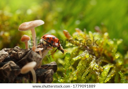 Macro low point side view of red ladybird reach from strobile to moss on forest floor among mushrooms