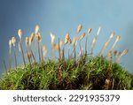 Macro low point of view of haircap moss (Polytrichum commune) over blue background