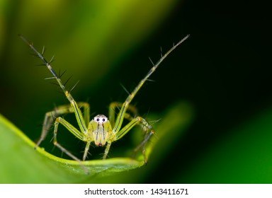 Macro Lynx Spider On Green Leaf At Night