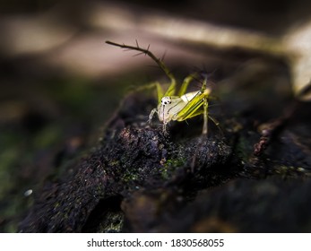 Macro Lynx Spider On Rock At Night