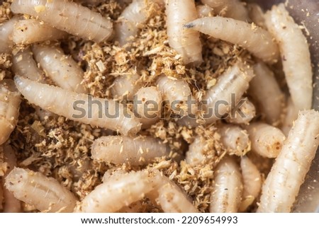 Macro maggots in a container, fish bait fishing