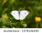 Macro of a male cabbage white (pieris rapae) butterfly with blurred bokeh background; pesticide free environmental protection concept;