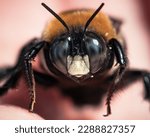 Macro of a male Eastern Carpenter Bee (Xylocopa virginica) resting on my hand. Long Island, New York. 