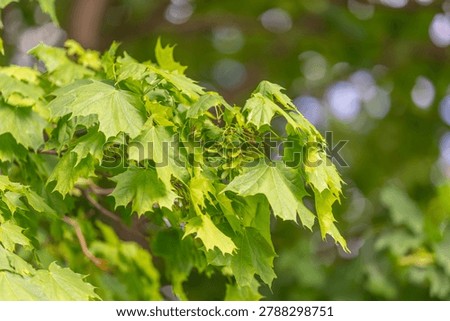Macro maple branch with young samaras and tender leaves, ambient park light, textured veins visible, seasonal renewal vibe suitable for gardening and ecology visuals