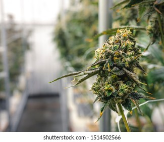 Macro Marijuana Bud At Cannabis Industry Farm Growing For Legal Dispensary Sales