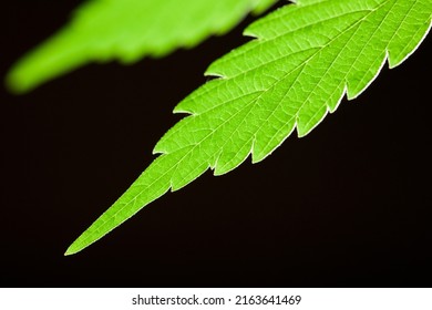  Macro Marijuana Leaf, Hemp Plant, Black Background