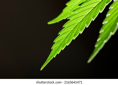  Macro Marijuana Leaf, Hemp Plant, Black Background