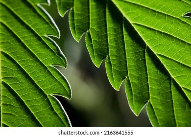  Macro Marijuana Leaves, Hemp Plant, Black Background