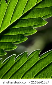  Macro Marijuana Leaves, Hemp Plant, Black Background