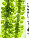 macro microscope closeup shot of green algae water plant with biotechnology science laboratory background, alternative fuel or nature bio-fuel experiment research in biology and environment technology
