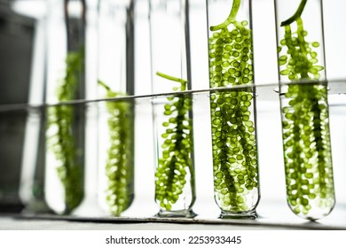 macro microscope closeup shot of green algae water plant with biotechnology science laboratory background, alternative fuel or nature bio-fuel experiment research in biology and environment technology