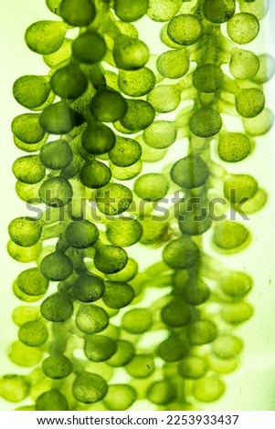 macro microscope closeup shot of green algae water plant with biotechnology science laboratory background, alternative fuel or nature bio-fuel experiment research in biology and environment technology