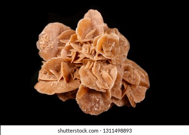 Macro mineral stone desert rose or sand rose on a black background close up